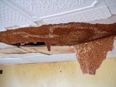 Professional attic mold removal services in Avon - Avon Attic Mold Removal